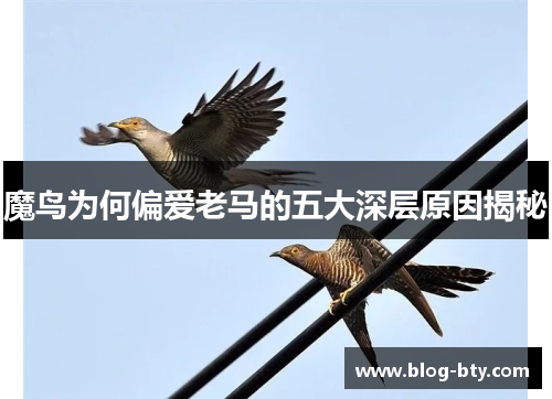 魔鸟为何偏爱老马的五大深层原因揭秘